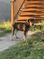 Cairo, a male Great Dane for sale in Independence, MO – 4 of 6