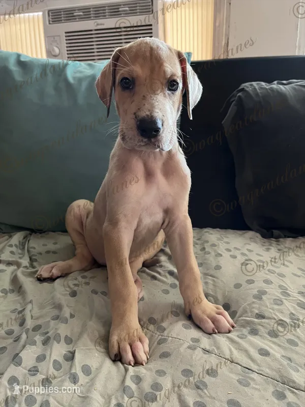Happiness – Great Dane puppy for sale in Independence, MO