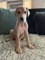 Happiness, a female Great Dane for sale in Independence, MO – 3 of 6