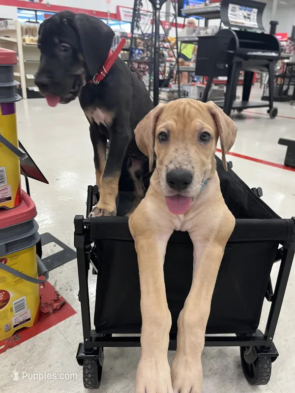 Happiness – Great Dane puppy for sale in Independence, MO