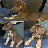 Cairo, a male Great Dane for sale in Independence, MO – 5 of 6