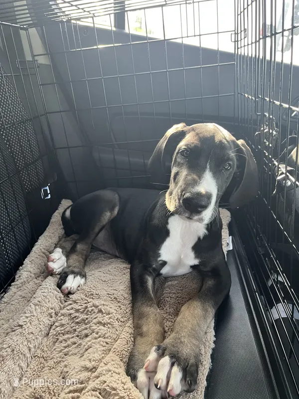 Gracelynn – Great Dane puppy for sale in Independence, MO