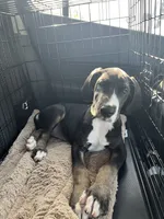 Gracelynn, a female Great Dane for sale in Independence, MO – 1 of 3