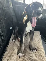 Gracelynn, a female Great Dane for sale in Independence, MO – 3 of 3