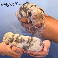 Greywolf, a  Great Dane for sale in Independence, MO – 2 of 2