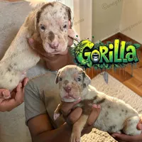 Gorilla, a male Great Dane for sale in Independence, MO – 4 of 6