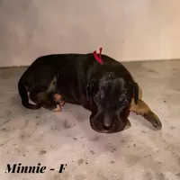 Minnie, a female Great Dane for sale in Independence, MO – 1 of 1