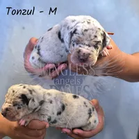 Tonzul, a male Great Dane for sale in Independence, MO – 2 of 2