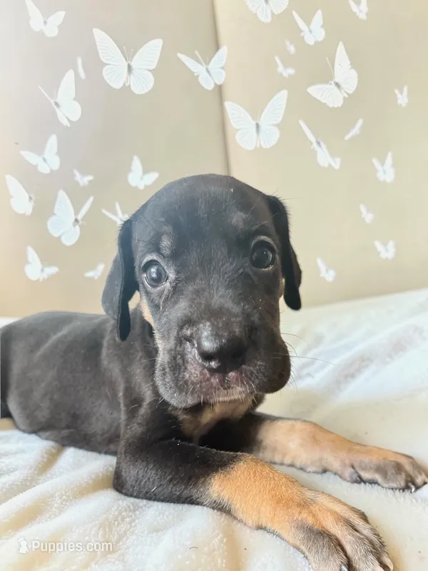 Minnie – Great Dane puppy for sale in Independence, MO
