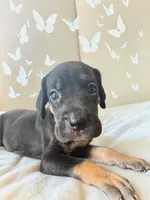 Minnie, a female Great Dane for sale in Independence, MO – 4 of 6