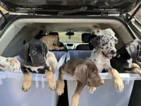 Cairo, a male Great Dane for sale in Independence, MO – 3 of 6