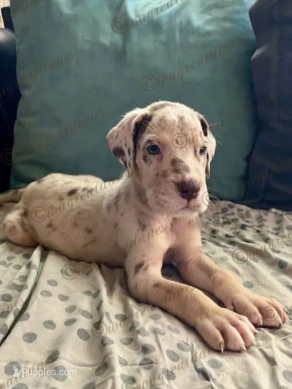 Gorilla – Great Dane puppy for sale in Independence, MO