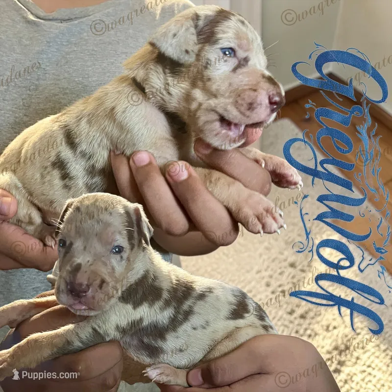 Greywolf – Great Dane puppy on hold in Independence, MO