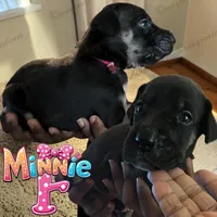 Minnie, a female Great Dane for sale in Independence, MO – 5 of 6