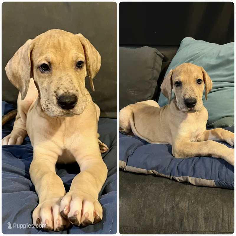 Happiness – Great Dane puppy for sale in Independence, MO