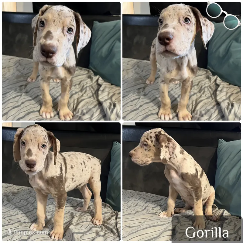Gorilla – Great Dane puppy for sale in Independence, MO