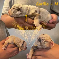 Gorilla, a male Great Dane for sale in Independence, MO – 2 of 2