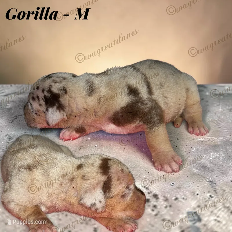 Gorilla – Great Dane puppy for sale in Independence, MO