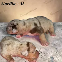 Gorilla, a male Great Dane for sale in Independence, MO – 1 of 2