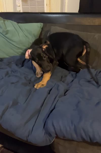 Minnie, a female Great Dane for sale in Independence, MO – 2 of 9