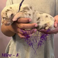 Mire, a female Great Dane for sale in Independence, MO – 2 of 2