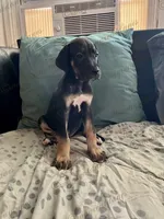 Minnie, a female Great Dane for sale in Independence, MO – 3 of 6