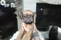 Loko, a male Brussels Griffon for sale in San Bernardino, CA – 2 of 2