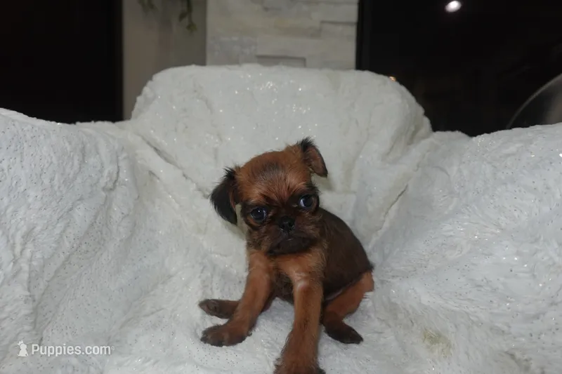 Loko, a male Brussels Griffon for sale in San Bernardino, CA – 1 of 2