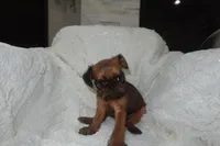 Loko, a male Brussels Griffon for sale in San Bernardino, CA – 1 of 2