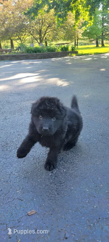 Male GSD Longhair All Black Puppy – German Shepherd Dog puppy for sale in Ostrander, OH