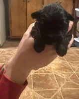 Male GSD Longhair All Black Puppy, a female German Shepherd Dog for sale in Ostrander, OH – Photo 2 of 10