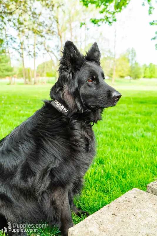 Male GSD Longhair All Black Puppy – German Shepherd Dog puppy for sale in Ostrander, OH