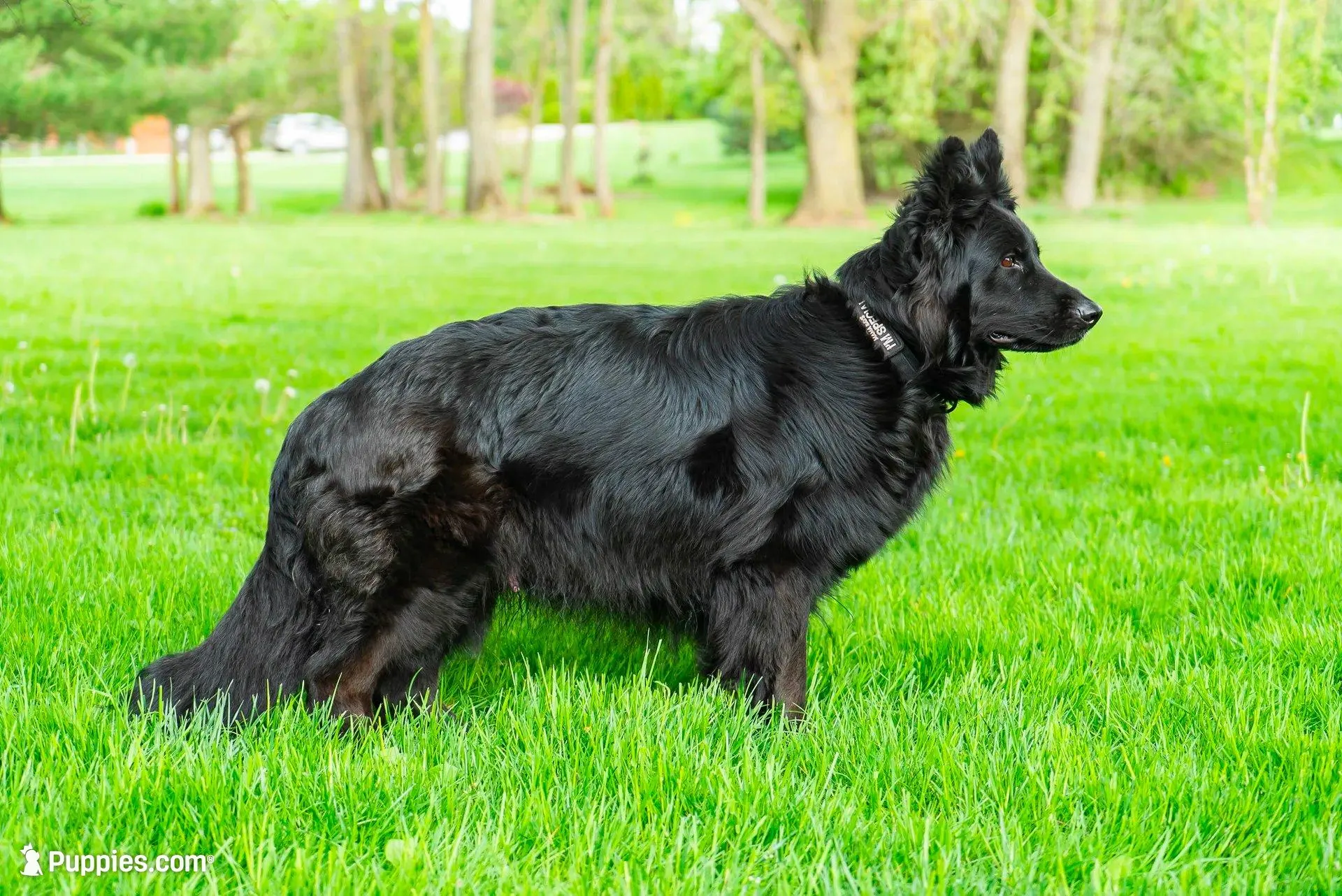 Male GSD Longhair All Black Puppy, a male German Shepherd Dog for sale in Ostrander, OH – 6 of 10