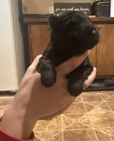 Male GSD Longhair All Black Puppy, a female German Shepherd Dog for sale in Ostrander, OH – Photo 3 of 10