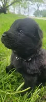 Male GSD Longhair All Black Puppy, a male German Shepherd Dog for sale in Ostrander, OH – 3 of 10