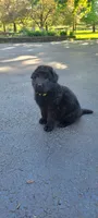 Male GSD Longhair All Black Puppy, a male German Shepherd Dog for sale in Ostrander, OH – 2 of 10