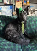 Male GSD Longhair All Black Puppy, a female German Shepherd Dog for sale in Ostrander, OH – Photo 8 of 10