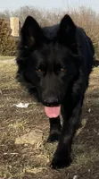 Male GSD Longhair All Black Puppy, a female German Shepherd Dog for sale in Ostrander, OH – Photo 7 of 10