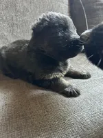 Female GSD Longhair Black/Red, a female German Shepherd Dog for sale in Ostrander, OH – 4 of 10