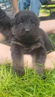 Female GSD Longhair Black/Red, a female German Shepherd Dog for sale in Ostrander, OH – 1 of 10