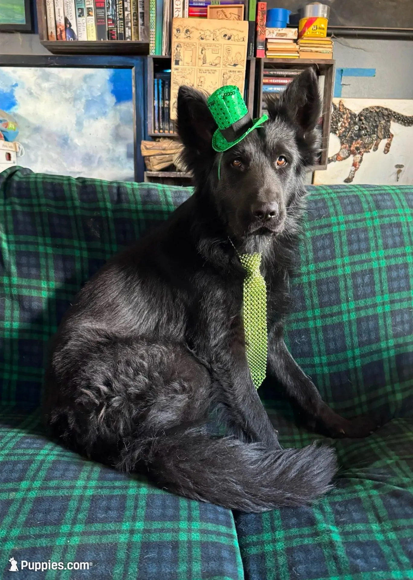 Female GSD Longhair Black/Red, a female German Shepherd Dog for sale in Ostrander, OH – 10 of 10