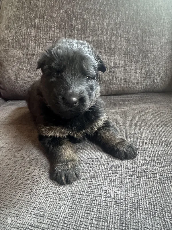 Female GSD Longhair Black/Red – German Shepherd Dog puppy for sale in Ostrander, OH