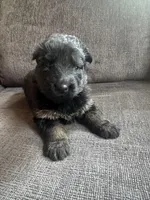 Female GSD Longhair Black/Red, a female German Shepherd Dog for sale in Ostrander, OH – 2 of 10