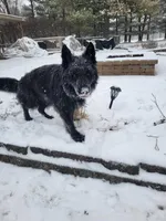 Female GSD Longhair Black/Red, a female German Shepherd Dog for sale in Ostrander, OH – Photo 7 of 10