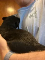 Female GSD Longhair Black/Red, a female German Shepherd Dog for sale in Ostrander, OH – Photo 3 of 10