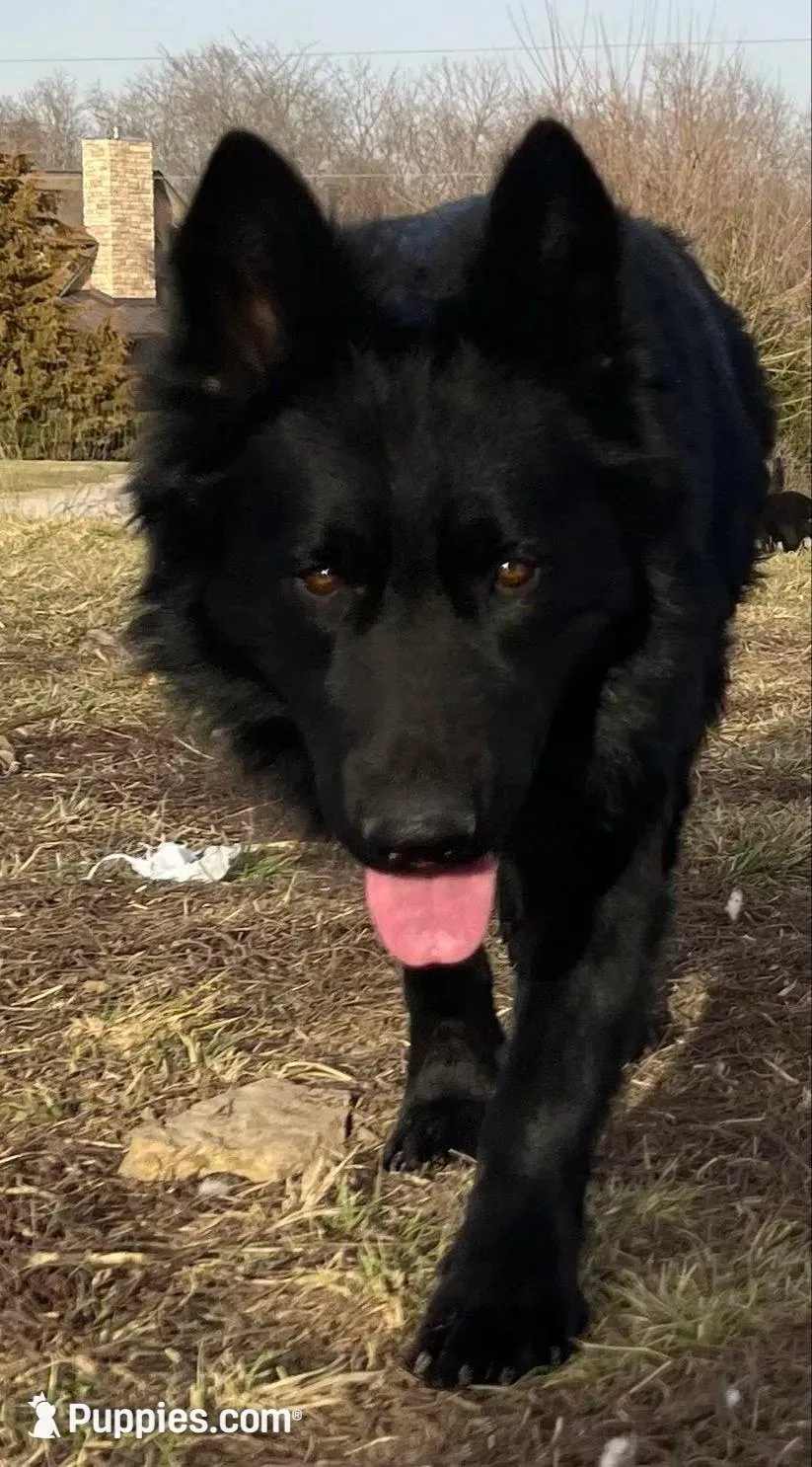 Female GSD Longhair Black/Red, a female German Shepherd Dog for sale in Ostrander, OH – 9 of 10