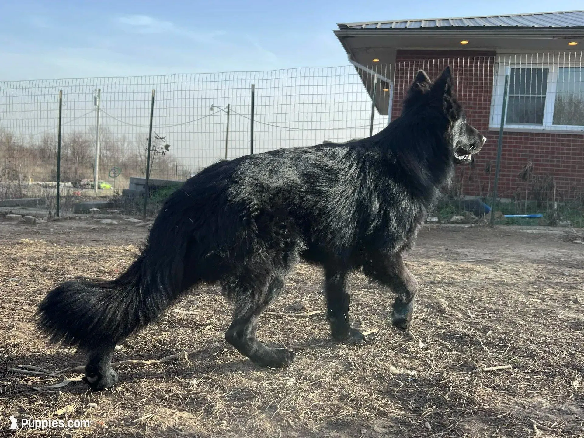 Female GSD Longhair Black/Red, a female German Shepherd Dog for sale in Ostrander, OH – 7 of 10