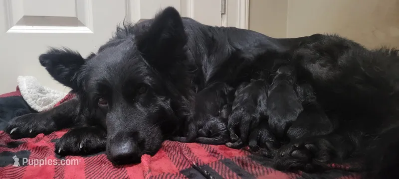 Female GSD Longhair Black/Red – German Shepherd Dog puppy for sale in Ostrander, OH