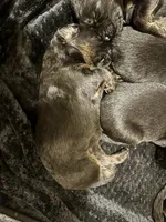 Female GSD Longhair Black/Red, a female German Shepherd Dog for sale in Ostrander, OH – Photo 2 of 10