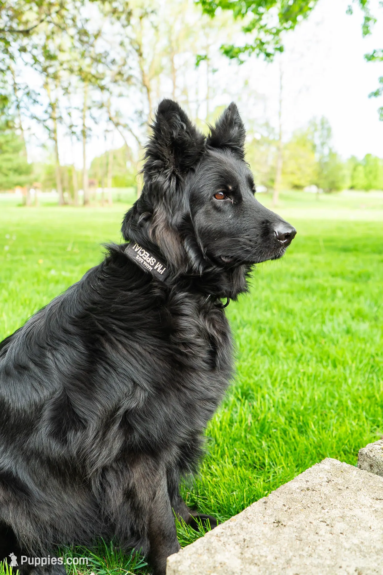 Female GSD Longhair Black/Red, a female German Shepherd Dog for sale in Ostrander, OH – 3 of 10